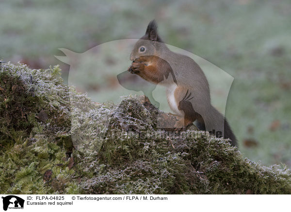 Europisches Eichhrnchen / Eurasian red squirrel / FLPA-04825