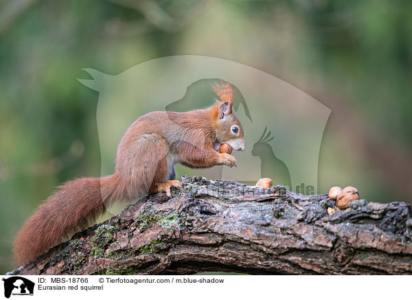Europisches Eichhrnchen / Eurasian red squirrel / MBS-18766