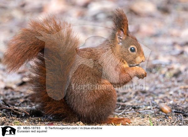 Europisches Eichhrnchen / Eurasian red squirrel / MBS-18783