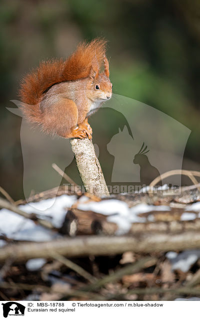 Europisches Eichhrnchen / Eurasian red squirrel / MBS-18788