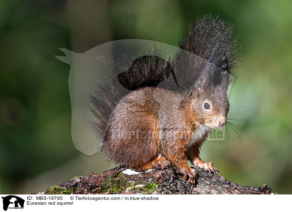 Europisches Eichhrnchen / Eurasian red squirrel / MBS-18795