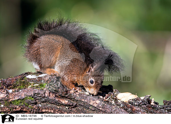 Europisches Eichhrnchen / Eurasian red squirrel / MBS-18796