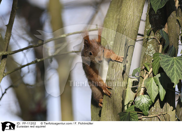 Eurasian red squirrel / FF-11202