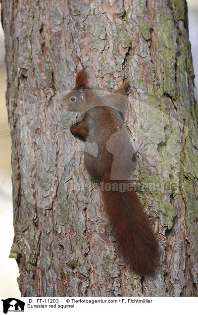 Eurasian red squirrel / FF-11203