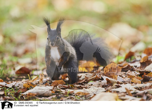 Eurasian red squirrel / DMS-09365