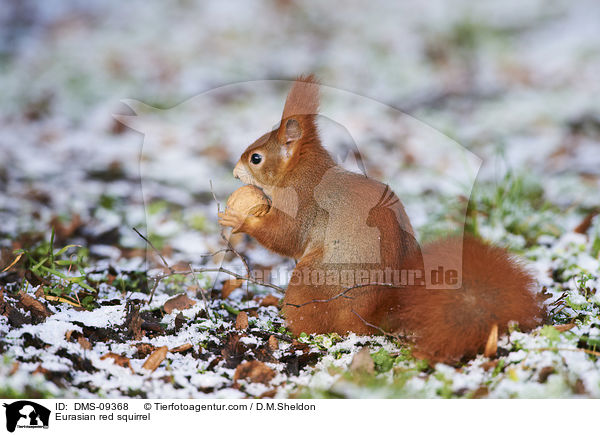 Eurasian red squirrel / DMS-09368