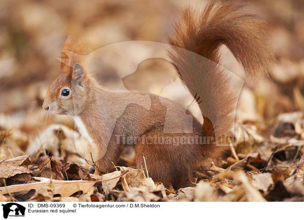 Eurasian red squirrel / DMS-09369