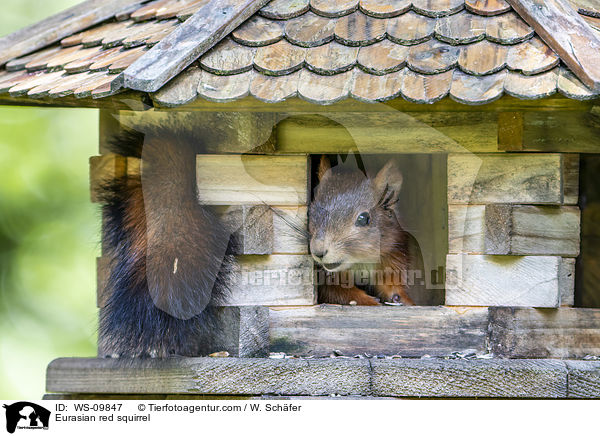 Eurasian red squirrel / WS-09847