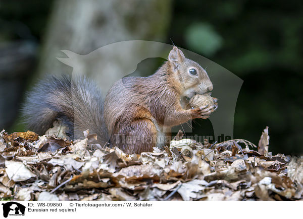 Eurasian red squirrel / WS-09850