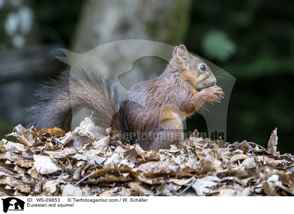 Eurasian red squirrel / WS-09853