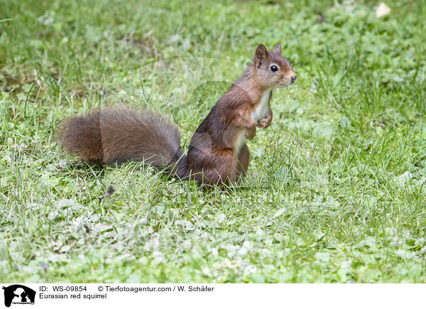 Europisches Eichhrnchen / Eurasian red squirrel / WS-09854