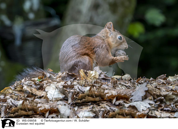 Europisches Eichhrnchen / Eurasian red squirrel / WS-09858