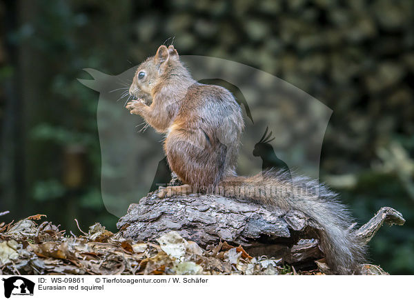 Europisches Eichhrnchen / Eurasian red squirrel / WS-09861