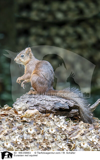 Europisches Eichhrnchen / Eurasian red squirrel / WS-09863