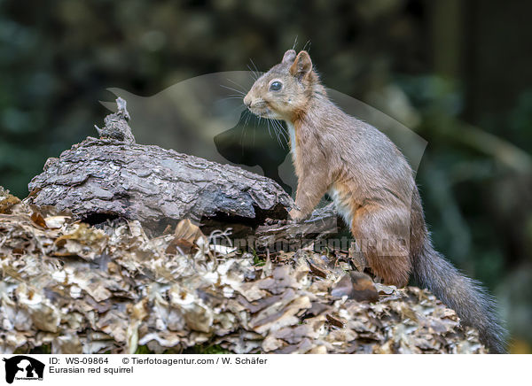 Eurasian red squirrel / WS-09864
