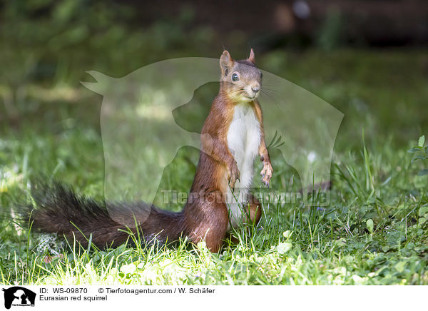 Europisches Eichhrnchen / Eurasian red squirrel / WS-09870