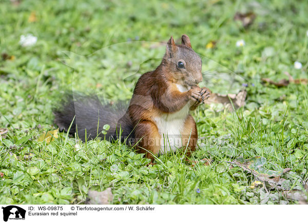 Eurasian red squirrel / WS-09875