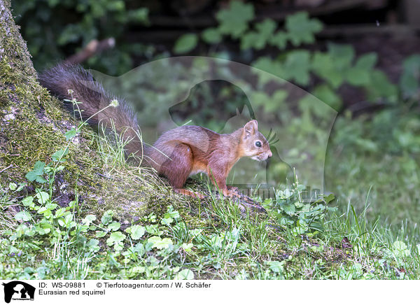 Eurasian red squirrel / WS-09881