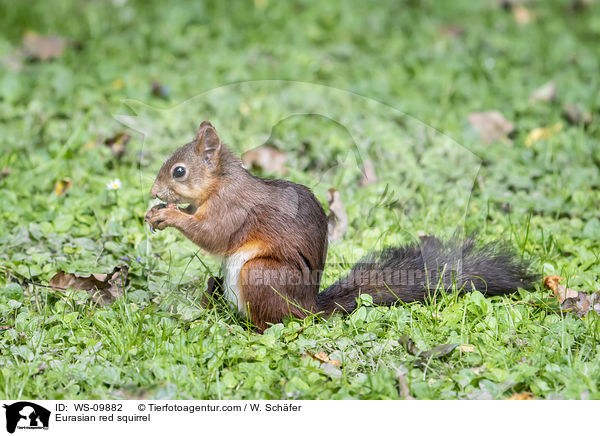 Eurasian red squirrel / WS-09882