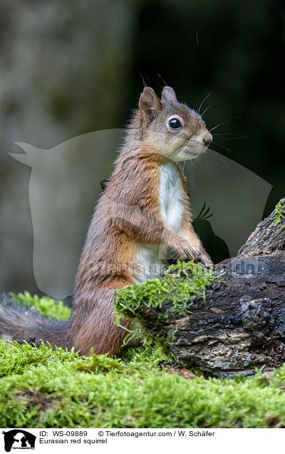 Eurasian red squirrel / WS-09889