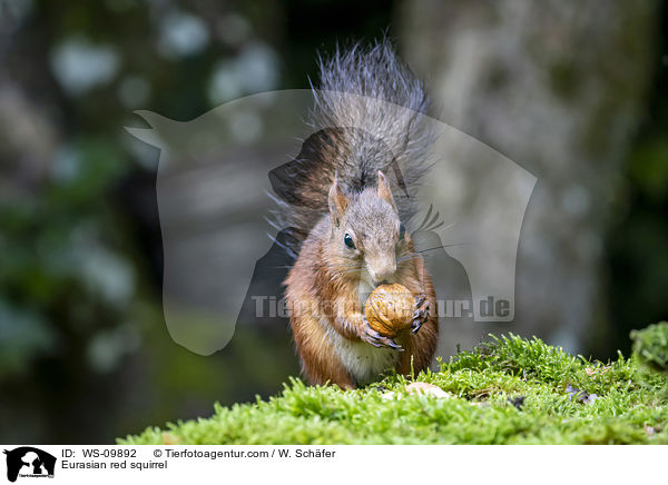 Eurasian red squirrel / WS-09892