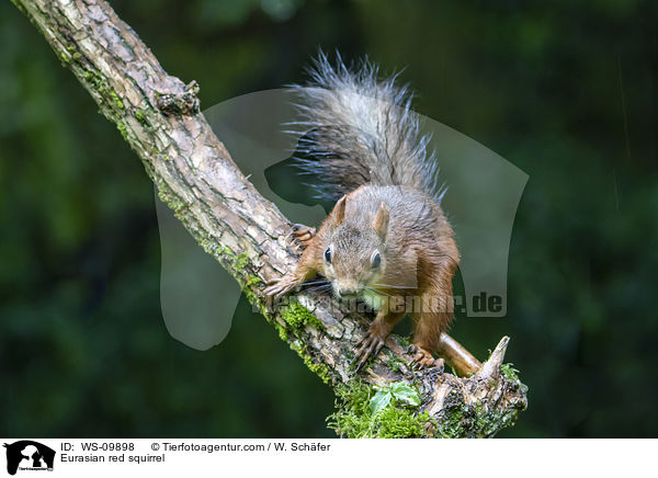 Eurasian red squirrel / WS-09898