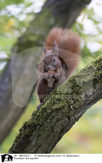 Europisches Eichhrnchen / Eurasian red squirrel / HB-02211