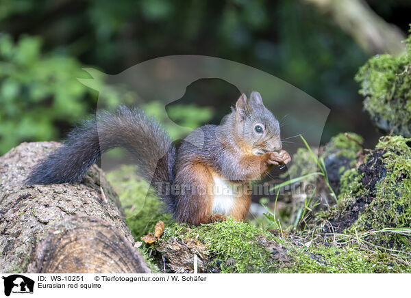Europisches Eichhrnchen / Eurasian red squirre / WS-10251