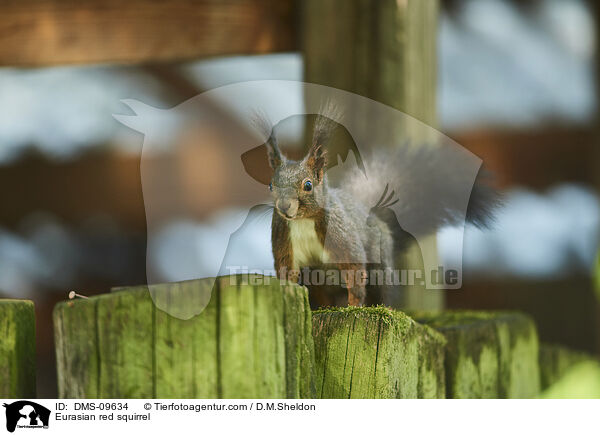 Eurasian red squirrel / DMS-09634