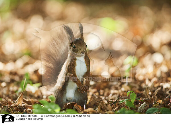 Eurasian red squirrel / DMS-09638