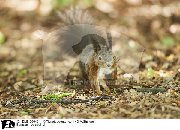Eurasian red squirrel / DMS-09640