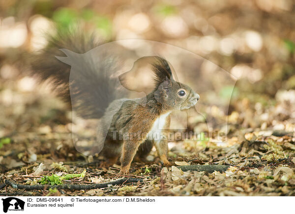 Eurasian red squirrel / DMS-09641