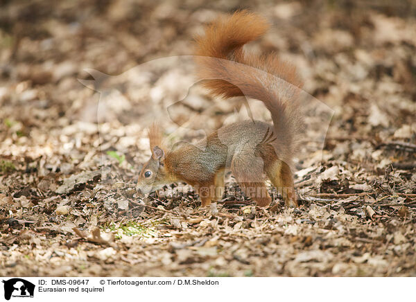 Eurasian red squirrel / DMS-09647