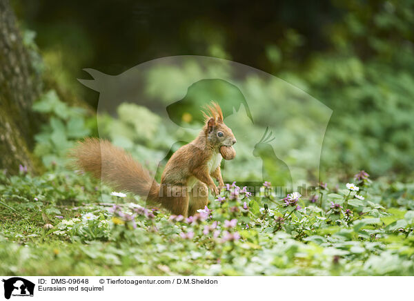 Eurasian red squirrel / DMS-09648