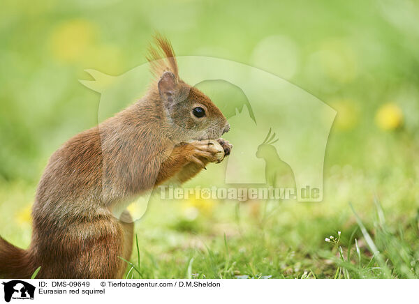 Eurasian red squirrel / DMS-09649