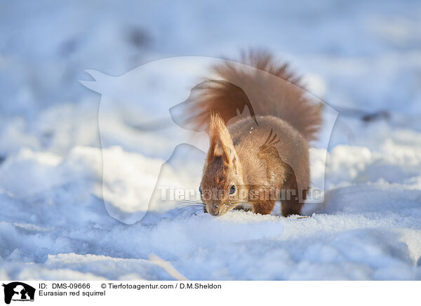 Eurasian red squirrel / DMS-09666