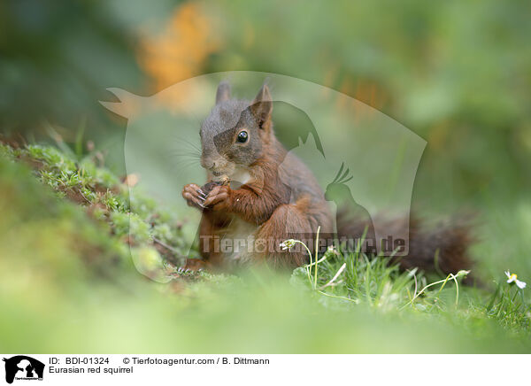 Eurasian red squirrel / BDI-01324