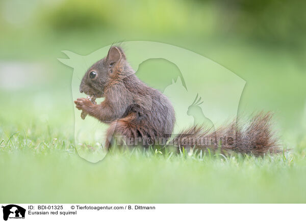 Eurasian red squirrel / BDI-01325