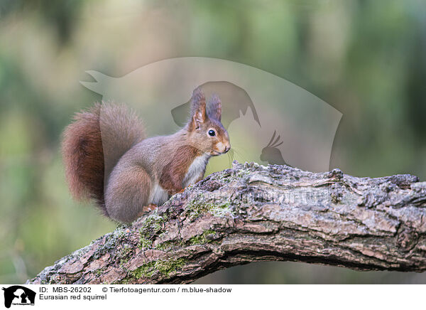 Eurasian red squirrel / MBS-26202