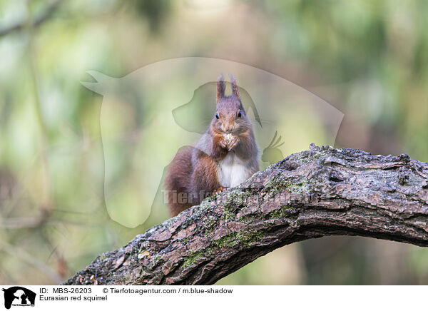 Eurasian red squirrel / MBS-26203