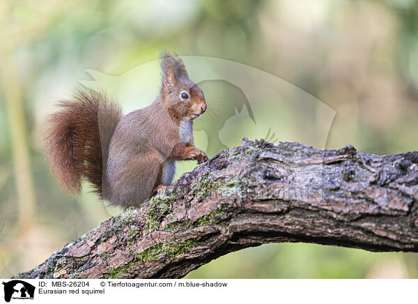 Eurasian red squirrel / MBS-26204