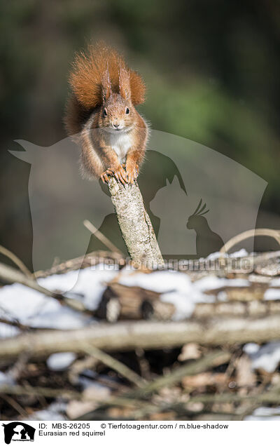 Eurasian red squirrel / MBS-26205
