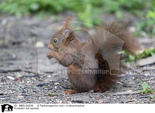Eurasian red squirrel / MBS-26206