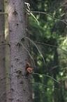 young red squirrel