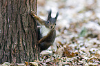 red squirrel