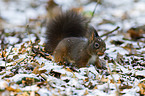 red squirrel