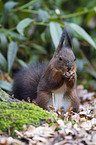 red squirrel