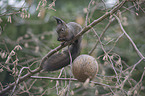 Eurasian red squirrel