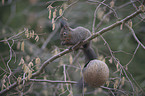 Eurasian red squirrel