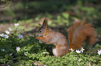 Eurasian red squirrel